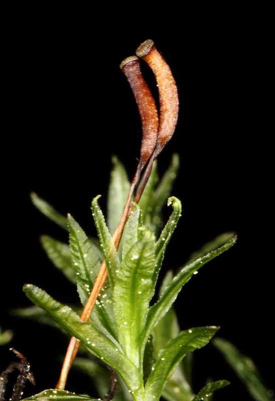 Atrichum crispulum